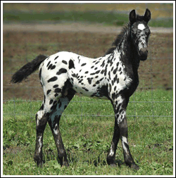 picture of a spotted pony.