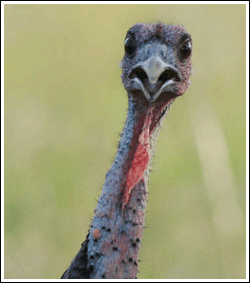 picture of a turkey looking straight at the camera.